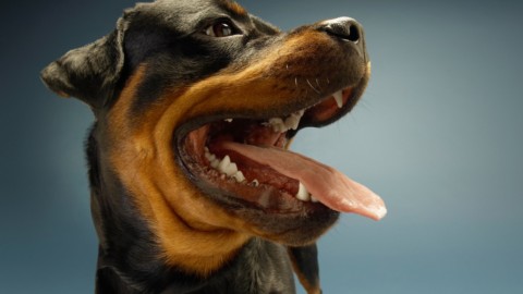 Cane vs gatto, il primo vince la sfida dei neuroni – LifeGate