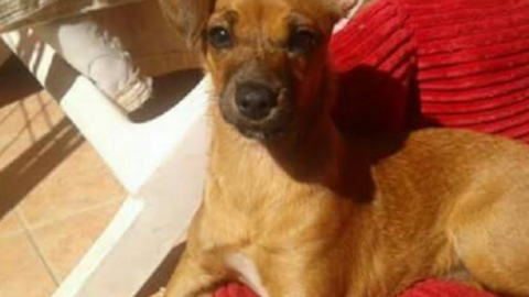 Cresce l'agenzia funebre per animali Akira: ecco i nuovi e originali … – vistanet (Comunicati Stampa)