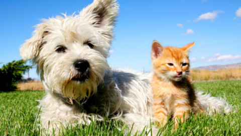 Animali, Berlusconi: il 73% delle italiane salverebbe il gatto o il cane … – Meteo Web