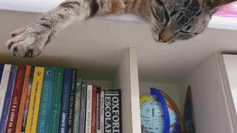 Maurizio Platone: Curiosità sui gatti – newsbiella.it