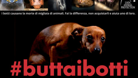 La Lega Nazionale per la Difesa del Cane lancia la campagna … – LeccoToday