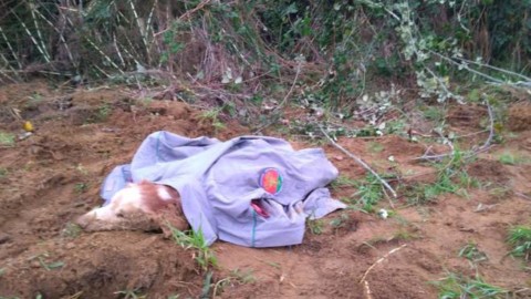 Branco di 12 cani randagi attacca due uomini: il sindaco ordina la … – Il Giunco.net