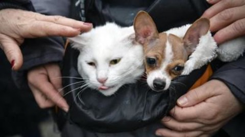 Capodanno, cani e gatti sotto stress per i botti. Come combattere la … – Affaritaliani.it