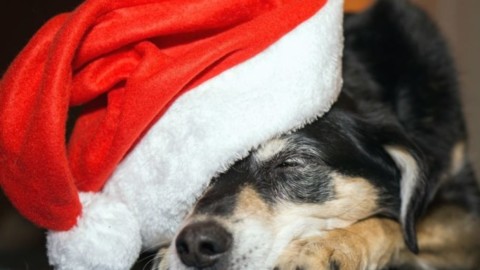 Il cenone giusto per i cani? E' questione di equilibrio e attenzione ai … – Qui Brianza News (Comunicati Stampa) (Blog)