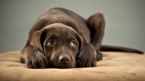 Capodanno: “fobia” dei botti per il 62% cani, il vademecum dei … – Meteo Web