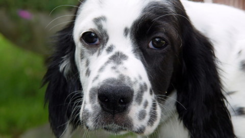 Cane ingerisce un pezzo di hashish nei giardinetti: si sente male – MilanoToday
