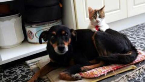 Pediatria: lo studio, cane 'scudo' contro asma bimbi, gatto aumenta … – La Sicilia