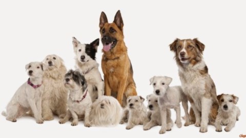 Spagna. Parlamento. Da oggi gli animali sono essere senzienti, fino … – Agenpress