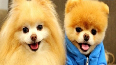 CANI / ecco come interpretare i loro segnali – ILMETEO.it