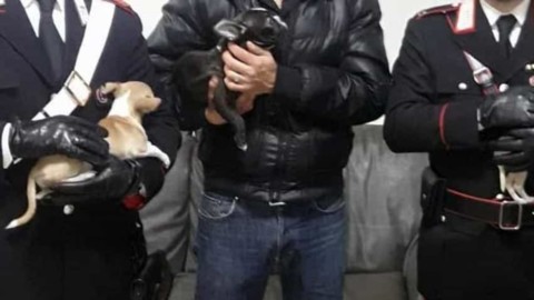 Sedici cani di razza pronti per essere venduti ritrovati grazie a … – RomaToday