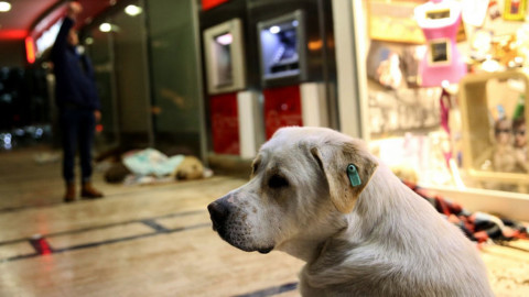 Cagliari, scontro sui cani nei centri commerciali: “Sporcano … – Casteddu on Line