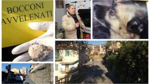 IMPERIA. È ALLARME BOCCONI AVVELENATI A … – IMPERIAPOST