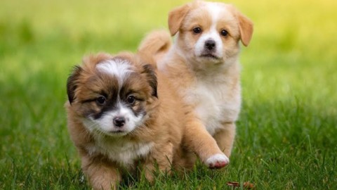 Cani, gatti e altri animali – l'Adige – Quotidiano indipendente del Trentino Alto Adige