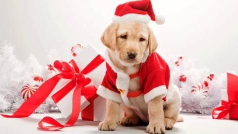 AIDAA: spuntano le truffe dei cani di Natale – Meteo Web
