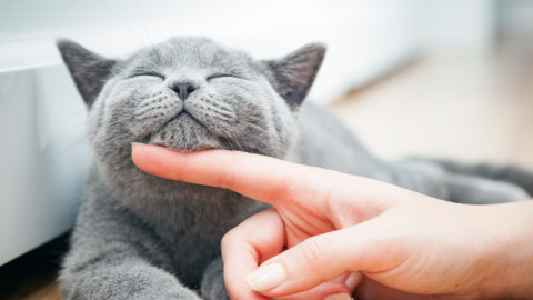 Chi ha un gatto è più intelligente: lo dice la scienza – Velvet Pets