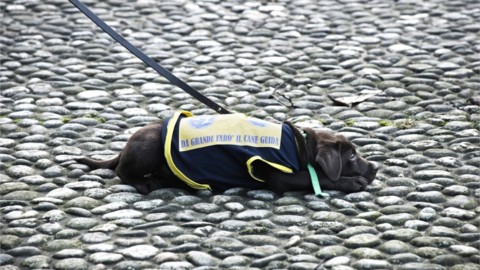 Un cane a tempo determinato – Vanity Fair.it