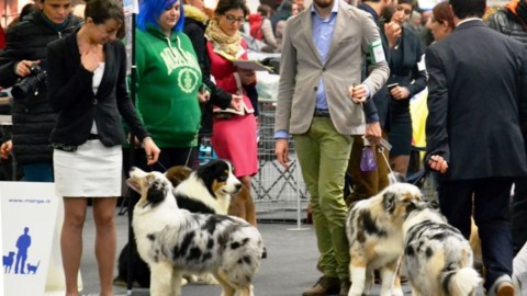 Esposizione Internazionale Canina: in Fiera a Modena i cani più … – ModenaToday