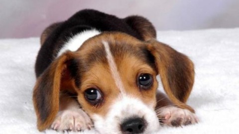 “Il Cane Buon Cittadino”, parte il primo corso rivolto a conduttori di cani – Terre Marsicane (Comunicati Stampa)