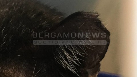 A Bergamo la truffa della sterilizzazione dei gatti con lo sconto – BergamoNews.it