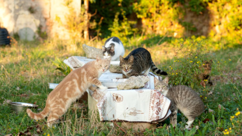 Cesenatico, cura dei gatti randagi: “Il Comune sorvola sull … – CesenaToday