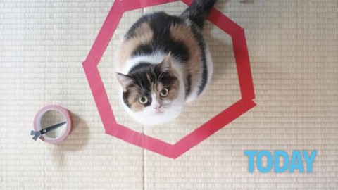 Il gatto si ammala di Aids, il Comune lo cura ma scoppia la polemica – Today