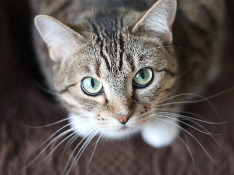 gatto grigio