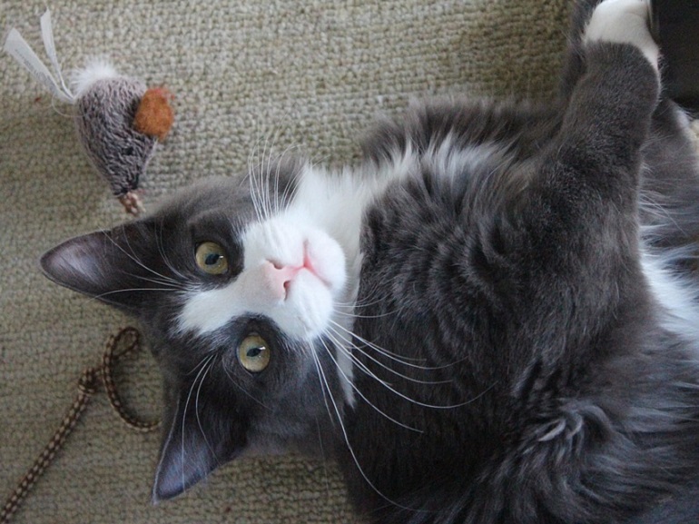 gatto gioco