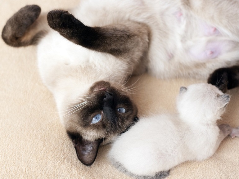 gatto aggraziato