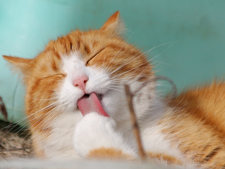 gatto indipendente