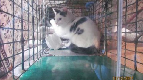 Serial killer di gatti: blitz per salvare gattino. Carcasse di animali in … – Affaritaliani.it