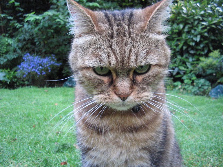gatto resiliente