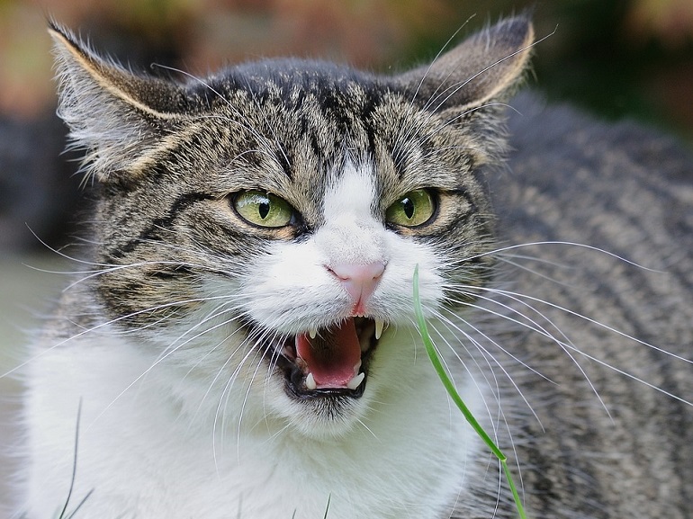 gatto ribelle