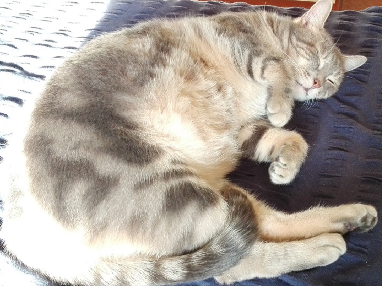 gatto riposo