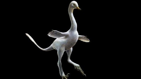 Il primo dinosauro acquatico mai scoperto somigliava a una papera … – Scienze Fanpage