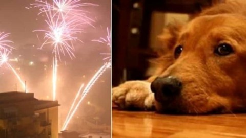 Botti di Capodanno, i consigli per prendersi cura del proprio cane – ModenaToday