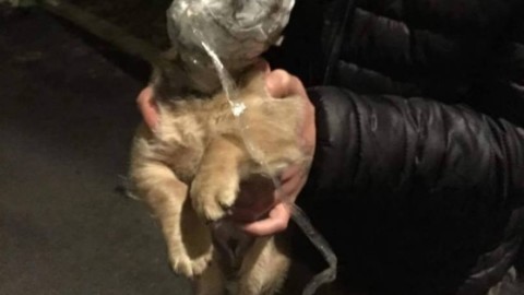 Cani maltrattati in Sardegna: soffocati con il nastro, feriti da petardi e … – La Nuova Sardegna