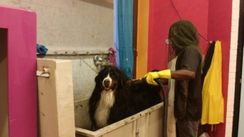 La toelettatura del cane? Elisabetta di “Arcobaleno” ci svela tutti i … – Qui Brianza News (Comunicati Stampa) (Blog)