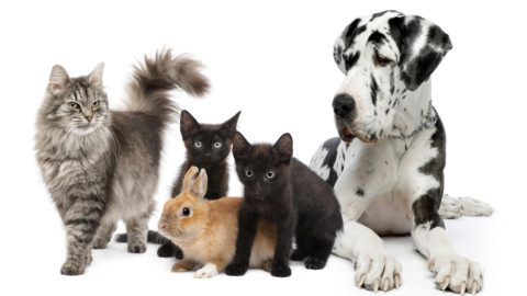 Enpa, boom di adozioni di cani e gatti nel triennio 2014-2016 … – Il Sole 24 Ore