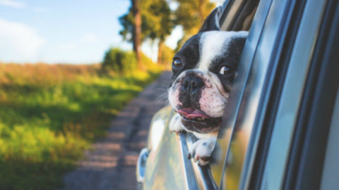 Cani: 4 idee per combattere il mal d'auto – GreenStyle