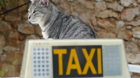 Taxi rifiuta di far salire cani e gatti: come fare – La Legge per Tutti