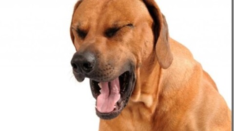 La tosse cronica bronchiale nel cane