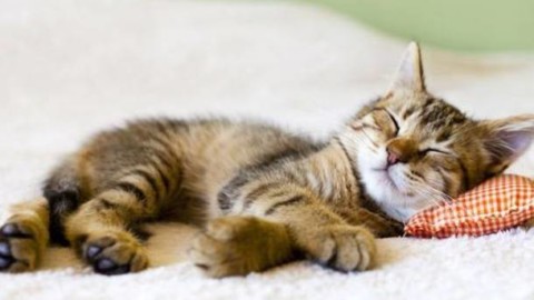 Gatti, come coccolarli anche sotto le feste – VareseNews – Varese News