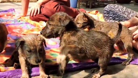Dal dolore alla felicità, il salvataggio di tre cuccioli di cane dal catrame – La Stampa