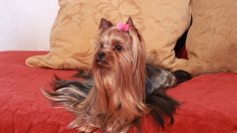 Yorkshire terrier, noto per la caccia al topo ora è un cane da … – LifeGate