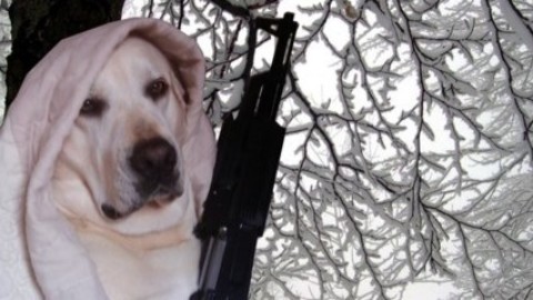 Dagli Usa l'uomo che morde il cane. In Russia il cane che spara all … – AGI – Agenzia Giornalistica Italia