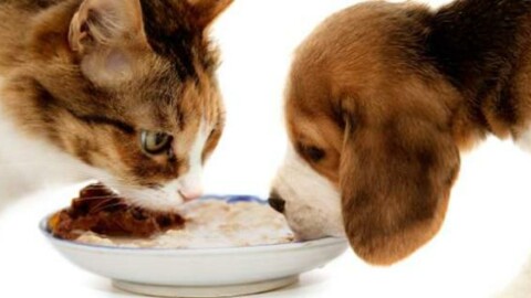 Cani e gatti a dieta dopo le feste: ecco il vademecum per riportarli in … – La Sicilia