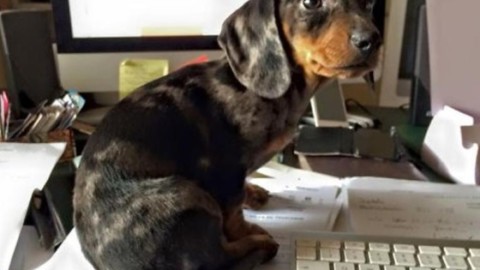 Metti un cane in ufficio e la vita torna a sorridere – La Gazzetta del Mezzogiorno