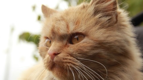 Lucca, esposizione internazionale di gatti – Quotidianodiragusa.it