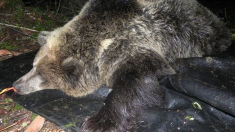 Caso uccisione orsa KJ2 verso l'archiviazione: ci opporremo