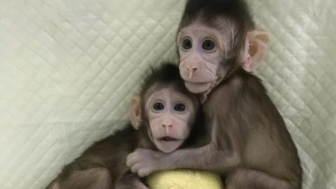 Scimmie clonate, quando l'uomo gioca a fare Dio